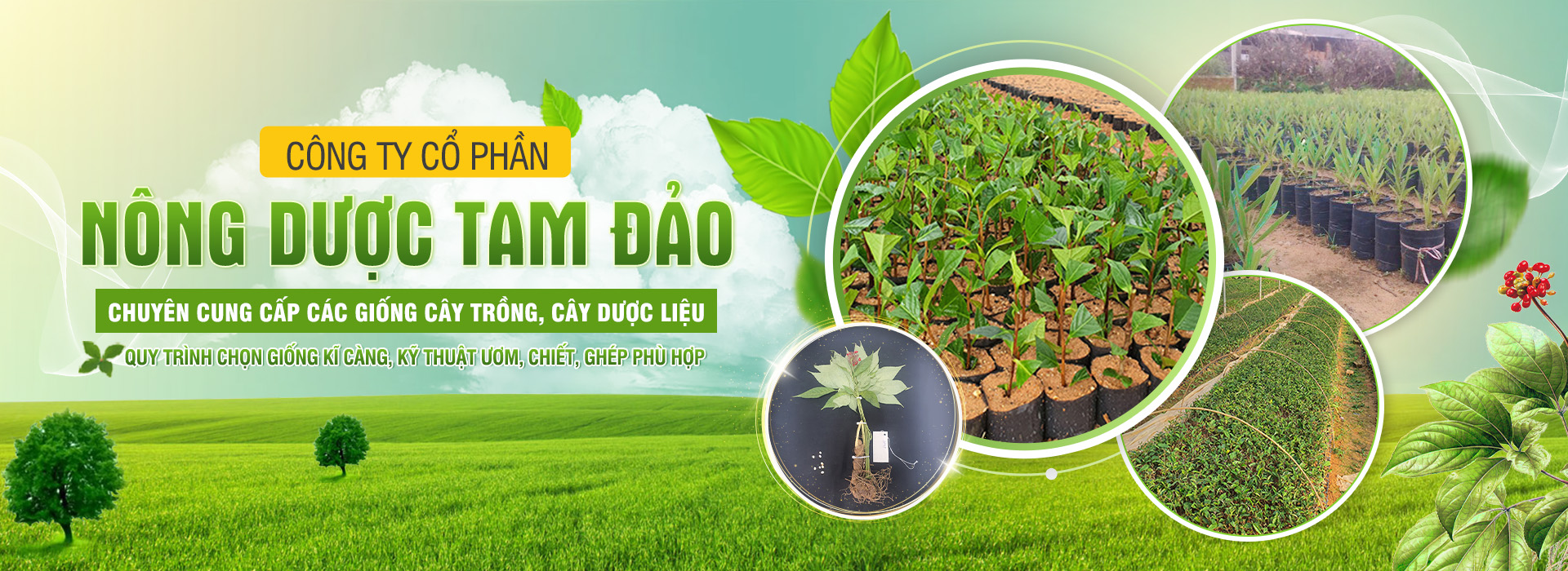 CÔNG TY CỔ PHẦN NÔNG DƯỢC TAM ĐẢO
